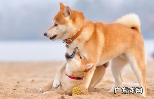 柴犬 养什么狗旺家
