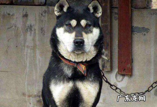 柴犬 养什么狗旺家