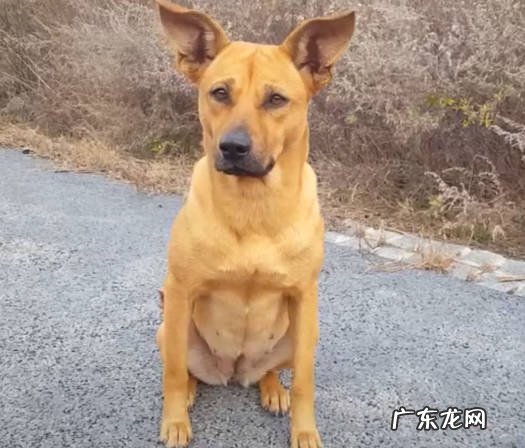 柴犬 养什么狗旺家