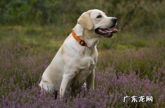 贵宾犬 养过都喜欢的聪明狗狗是什么