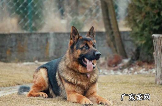 贵宾犬 养过都喜欢的聪明狗狗是什么