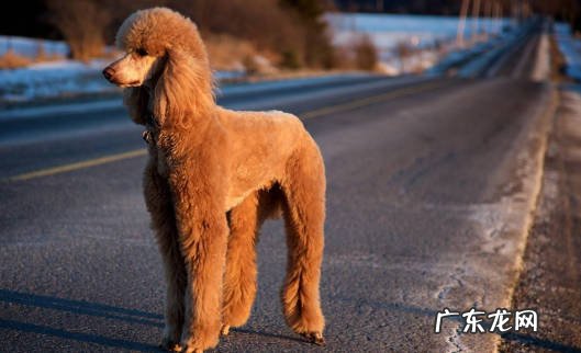 贵宾犬 养过都喜欢的聪明狗狗是什么