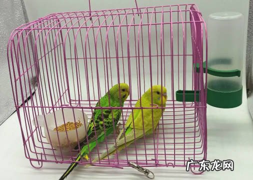 环境不干净 喂养虎皮鹦鹉的禁忌是什么