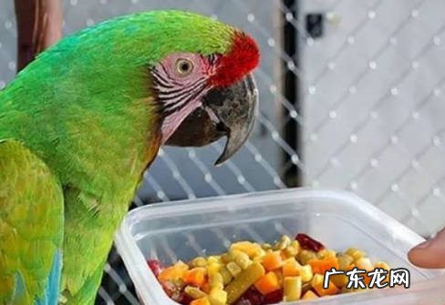 环境不干净 喂养虎皮鹦鹉的禁忌是什么