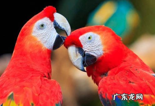 环境不干净 喂养虎皮鹦鹉的禁忌是什么