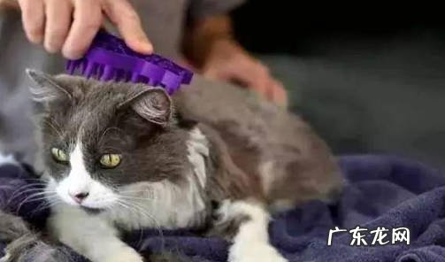 清理猫砂 怎么才能干净的养猫