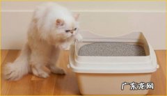 清理猫砂 怎么才能干净的养猫