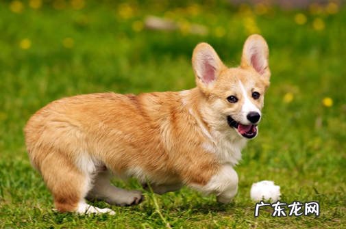 脾气大 柯基有什么缺点