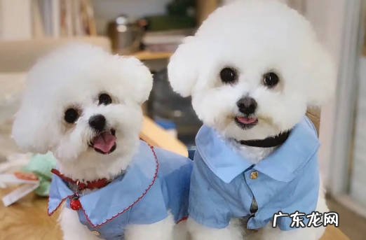 比熊 近乎完美的狗狗是什么