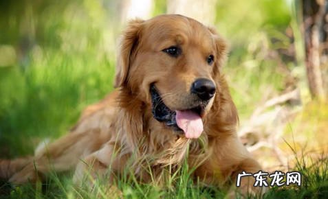 比熊 近乎完美的狗狗是什么