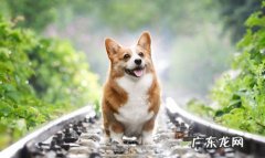 比熊 近乎完美的狗狗是什么