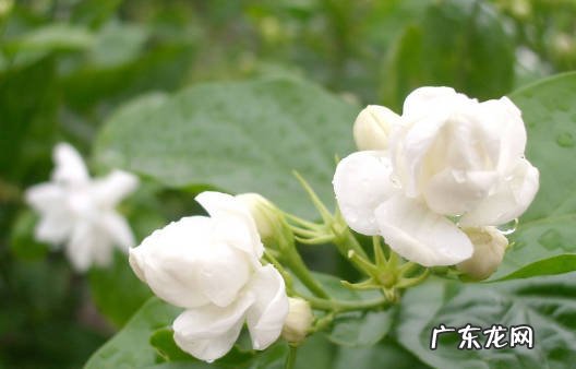 三角梅 什么是漂亮又好养的花