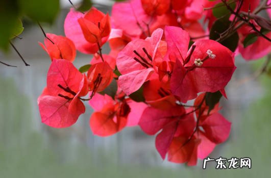 三角梅 什么是漂亮又好养的花