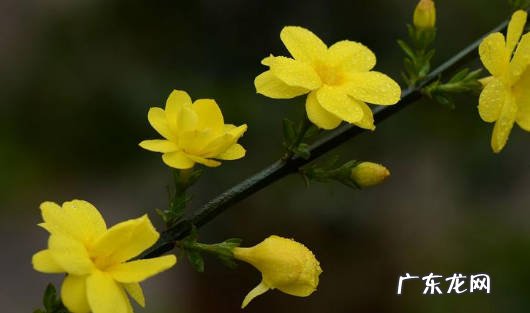 三角梅 什么是漂亮又好养的花