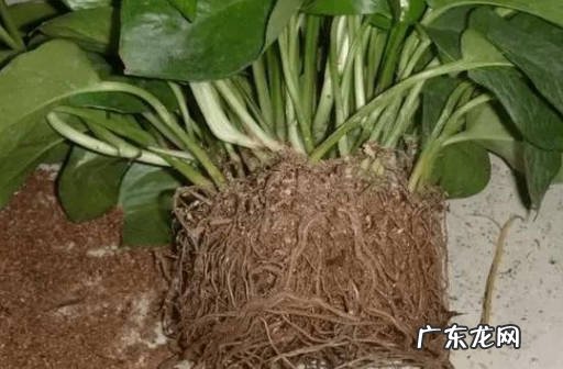 盆土 养护绿萝的细节是什么
