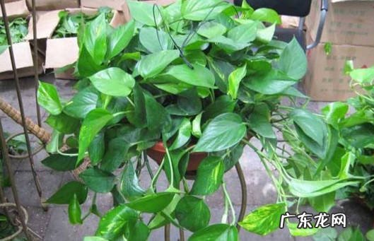 盆土 养护绿萝的细节是什么