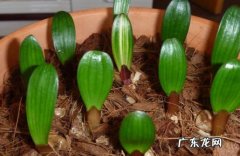 恒温条件 君子兰小苗怎么养