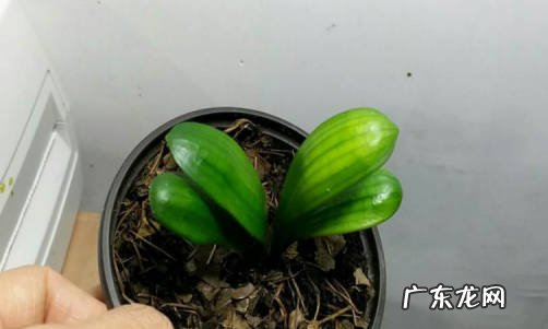 恒温条件 君子兰小苗怎么养