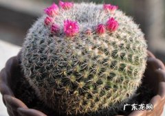 仙人球 哪些是养不死的花卉植物