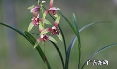 国魂 四大兰花是什么