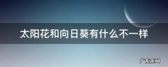 太阳花和向日葵有什么不一样 太阳花和向日葵有什么不一样的东西?