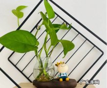 绿萝 常见的水培植物有哪些
