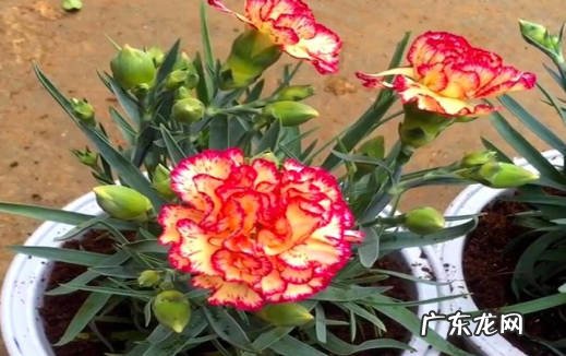 光照 康乃馨怎么养