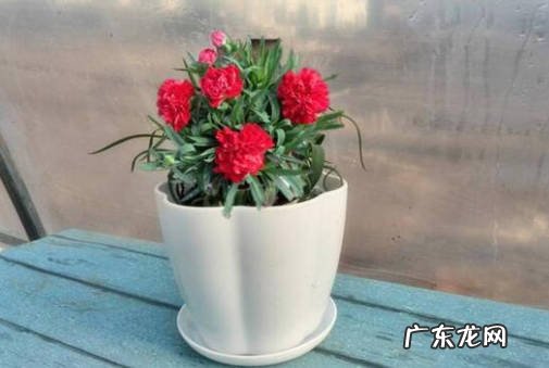光照 康乃馨怎么养