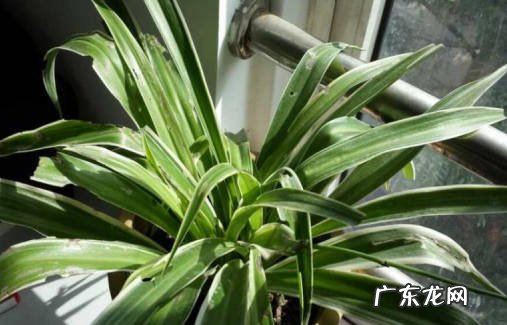 调整浇水的量 金心吊兰叶子发黑怎么办