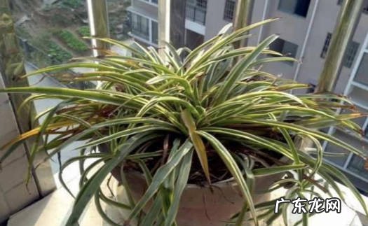 调整浇水的量 金心吊兰叶子发黑怎么办