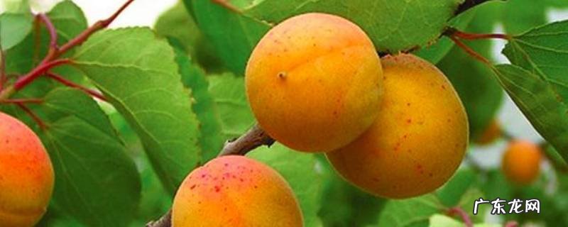 杏的味道是甜还是酸 杏子是酸的还是甜的