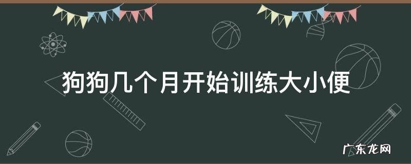 小狗几个月可以训练大小便 狗狗几个月开始训练大小便