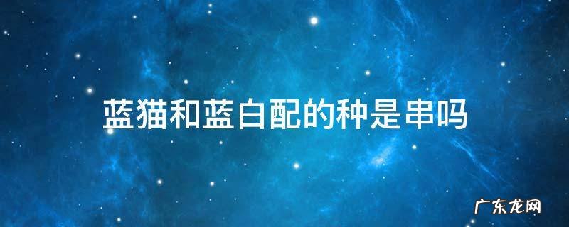 蓝白和蓝猫配出来是串吗 蓝猫和蓝白配的种是串吗