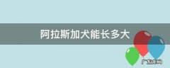 阿拉斯加犬能长多大 狼版阿拉斯加犬能长多大