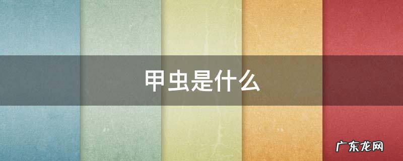 甲虫是什么目 甲虫是什么