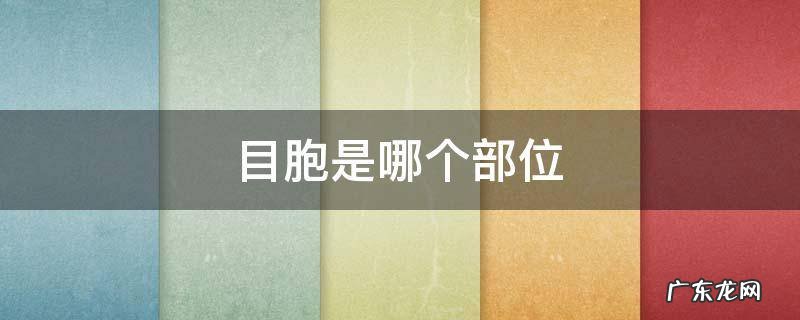 目胞是哪个部位 目胞是什么