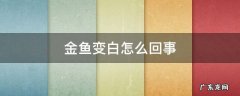 金鱼变白是怎么回事儿? 金鱼变白怎么回事