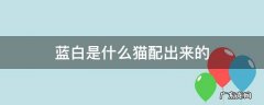 蓝白是什么猫配出来的 蓝白猫是什么猫配出来的