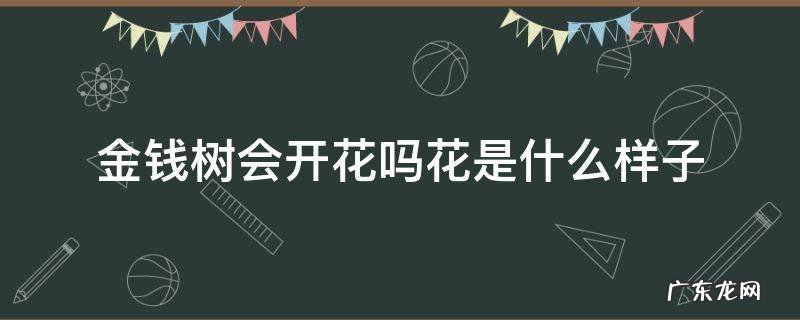 金钱树开花是啥样子的 金钱树会开花吗花是什么样子