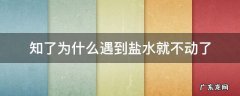 知了为什么遇到盐水就不动了 知了在盐水里泡一晚上