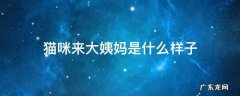 猫咪来大姨妈是什么样子 猫来姨妈是什么样的