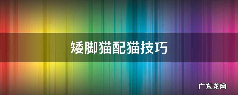 矮脚猫怎么配高脚猫 矮脚猫配猫技巧