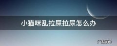 小猫咪乱拉屎拉尿怎么办 小猫乱拉屎撒尿怎么办