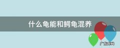 什么龟可以跟鳄龟混养 什么龟能和鳄龟混养