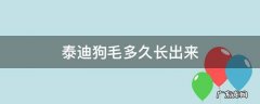 泰迪狗毛多久长出来 泰迪狗毛多久能长出来