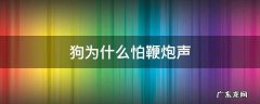 狗为什么怕鞭炮声 狗为啥怕鞭炮声