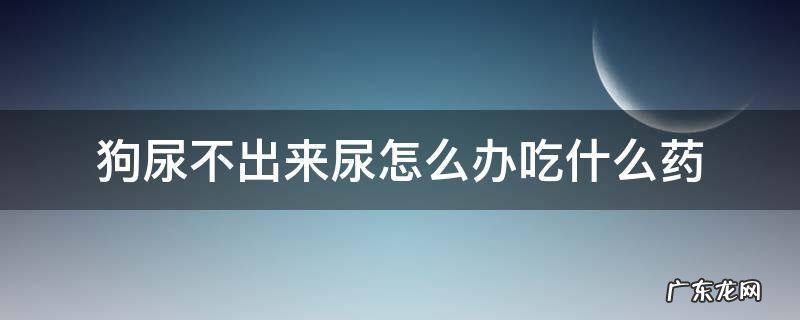 狗尿不出来尿怎么办吃什么药 狗狗尿不出怎么办