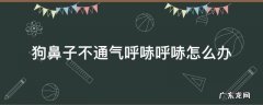狗鼻子不通气呼哧呼哧怎么办 狗鼻子总是呼哧呼哧
