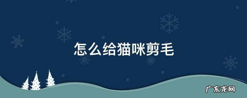怎么给猫咪剪毛猫不动 怎么给猫咪剪毛