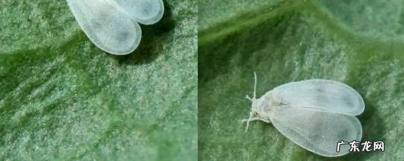 屋里有黑色的小飞虫怎么回事 屋里好多小飞虫黑色的怎么办
